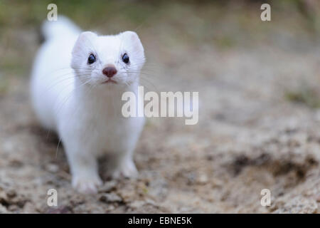 Ermine, Stoat, Short-tailed weasel (Mustela erminea), in winter coat, Germany, Lower Saxony Stock Photo