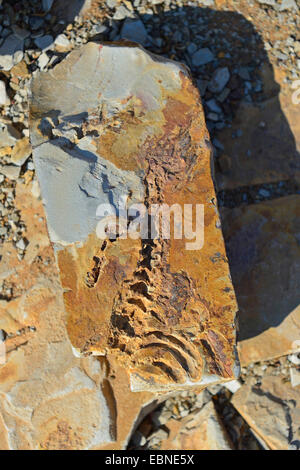 about 300 million years old fossiles of Mesosaurus tenuidens, Namibia, Keetmanshoop Stock Photo