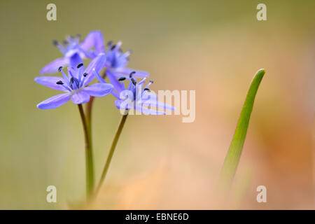 twin-leaf squill (Scilla bifolia), flowering, Germany Stock Photo