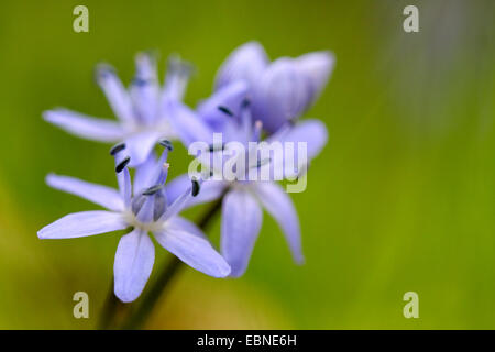 twin-leaf squill (Scilla bifolia), inflorescence, Germany Stock Photo