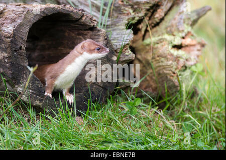 Ermine, Stoat, Short-tailed weasel (Mustela erminea), in hollow log, Germany, Lower Saxony Stock Photo