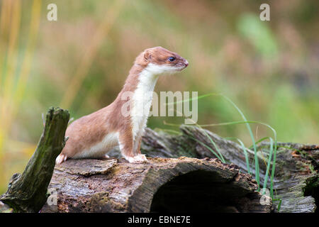 Ermine, Stoat, Short-tailed weasel (Mustela erminea), on deadwood, Germany, Lower Saxony Stock Photo