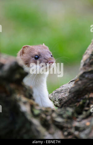 Ermine, Stoat, Short-tailed weasel (Mustela erminea), portrait at root, Germany Stock Photo