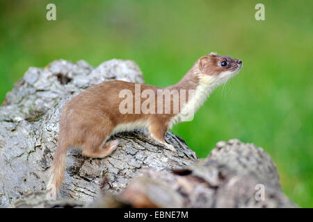 Ermine, Stoat, Short-tailed weasel (Mustela erminea), on a log, Germany Stock Photo