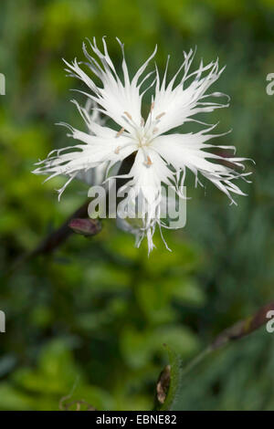 sand pink (Dianthus arenarius), flowers, Germany Stock Photo