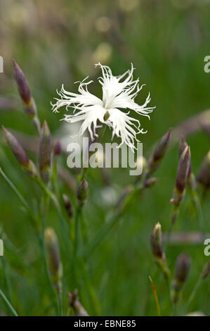 sand pink (Dianthus arenarius), flowers, Germany Stock Photo