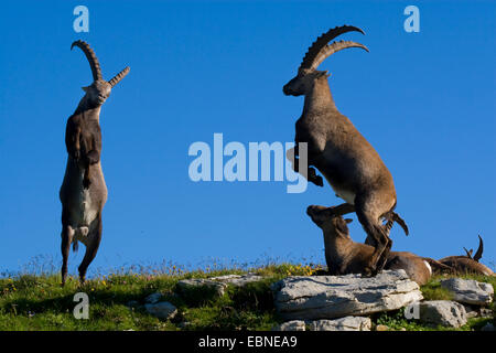 Alpine ibex (Capra ibex, Capra ibex ibex), some animals in a meadow between rocks at the edge of a canyon, two male doing hierarchic fights, Switzerland, Sankt Gallen, Chaeserrugg, Toggenburg Stock Photo