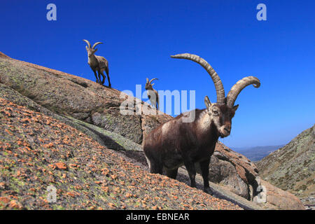 Spanish ibex (Capra pyrenaica victoriae), on a rock, Spain, Sierra De Gredos Stock Photo