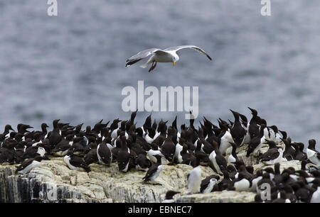 herring gull (Larus argentatus), flying over breeding colony of common guillemots, United Kingdom, England, Northumberland, Farne Islands Stock Photo