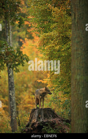 European gray wolf (Canis lupus lupus), standing on a tree snag in autumn forest, Germany, Bavaria Stock Photo