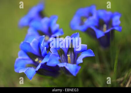 Gentiana clusii (Gentiana clusii), flowers, Switzerland, Bernese Oberland Stock Photo