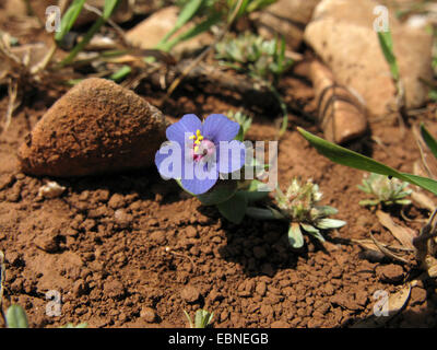 common pimpernel, scarlet pimpernel, poor man's weatherglass (Anagallis arvensis), blue flowering form, Greece, Peloponnese Stock Photo