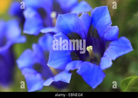 Gentiana clusii (Gentiana clusii), flowers, Switzerland, Bernese Oberland Stock Photo