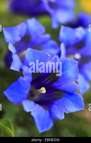 Gentiana clusii (Gentiana clusii), flowers, Switzerland, Bernese Oberland Stock Photo