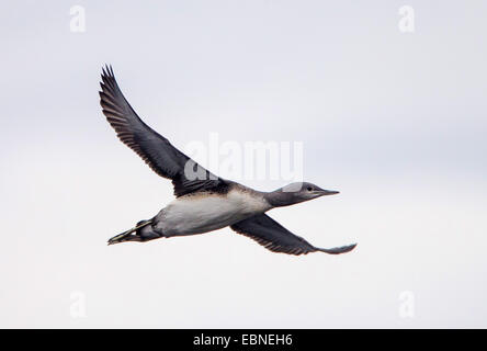 red-throated diver (Gavia stellata), young red-throated diver in flight, Norway, Troms Stock Photo
