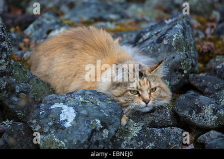 domestic cat, house cat (Felis silvestris f. catus), between stones lurking cat, Norway, Oppland Stock Photo