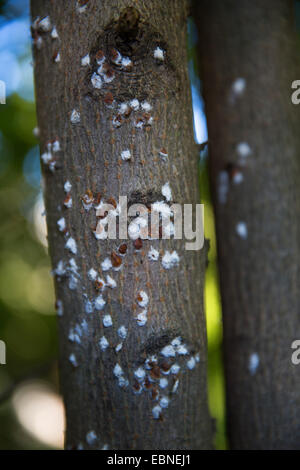 Horse Chestnut Scale (Pulvinaria regalis), at a trunk, Germany Stock Photo