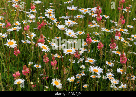 common sainfoin (Onobrychis viciifolia), Summer meadow with Ox-Eye Daisy and Sainfoin , Germany Stock Photo