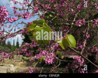 judas tree (Cercis siliquastrum), leaves, Greece, Peloponnese Stock Photo