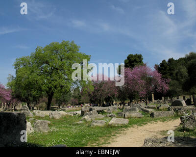 judas tree (Cercis siliquastrum), ancient site of Olympia in spring, Greece, Peloponnese, Olympia Stock Photo