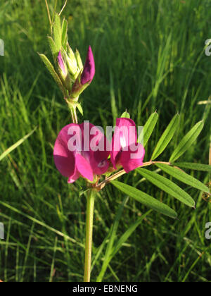 Common vetch (Vicia angustifolia ssp. segetalis, Vicia segetalis), blooming, Germany, North Rhine-Westphalia Stock Photo