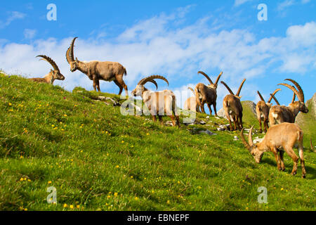 Alpine ibex (Capra ibex, Capra ibex ibex), herd on mountain meadow, Switzerland, Alpstein, Altmann Stock Photo