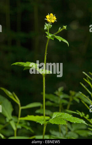 common avens, wood avens, clover-root (Geum urbanum), blooming, Germany Stock Photo