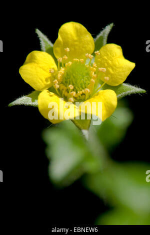 common avens, wood avens, clover-root (Geum urbanum), flower, Germany Stock Photo