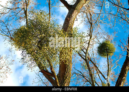 Mistletoe, Birdlime mistletoe (Viscum album subsp. album, Viscum album), mistletoes on a branch in Winter, Germany Stock Photo