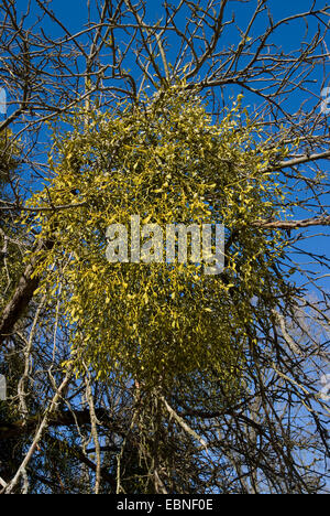 Mistletoe, Birdlime mistletoe (Viscum album subsp. album, Viscum album), mistletoes on a branch in Winter, Germany Stock Photo