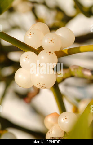 mistletoe (Viscum album subsp. album, Viscum album), berries, Germany Stock Photo
