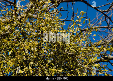 mistletoe (Viscum album subsp. album, Viscum album), with berries, Germany Stock Photo