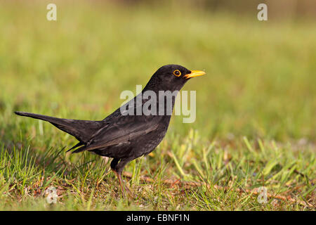 blackbird (Turdus merula), male standing in a meadow, Netherlands, Frisia Stock Photo