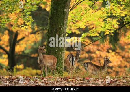 fallow deer (Dama dama, Cervus dama), hinds in autumn forest, Germany, Bavaria Stock Photo