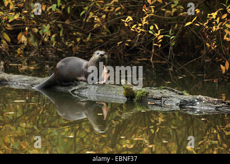 European river otter, European Otter, Eurasian Otter (Lutra lutra), eating fish on a tree trunk lying in the water, Germany, Saxony Stock Photo