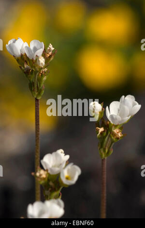 Rock Jasmine (Androsace carnea ssp. brigantiaca, Androsace carnea brigantiaca), blooming Stock Photo