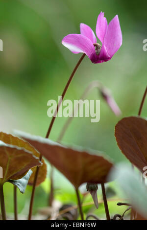 European cyclamen (Cyclamen purpurascens), flower, Germany Stock Photo