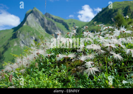 mountain avens (Dryas octopetala), fruiting in an mountain meadow in Oytal valley, Germany, Bavaria, Allgaeu Stock Photo