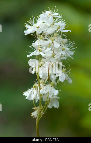 dropwort (Filipendula vulgaris), inflorescence, Germany Stock Photo