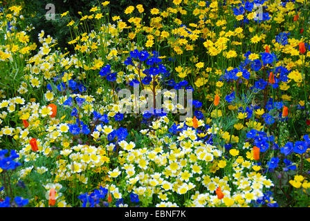 Annual wildflower border, Fetzer Vineyards' Sustainable Winery Show Garden, RHS Chelsea Flower Show 2007, London, UK. Stock Photo