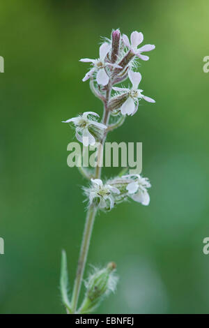 English catchfly, small-flowered catchfly (Silene gallica), inflorescence Stock Photo
