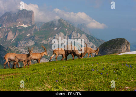 Alpine ibex (Capra ibex, Capra ibex ibex), group of ibexes grazing on a mountain meadow, Switzerland, Toggenburg, Chaeserrugg Stock Photo