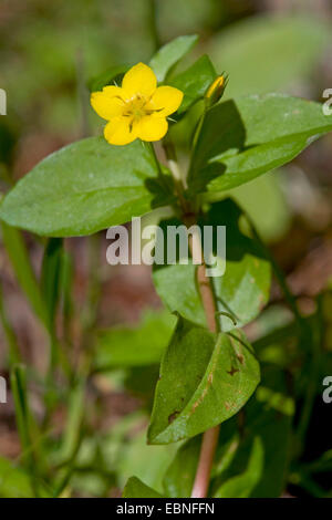 yellow pimpernel (Lysimachia nemorum), blooming, Germany Stock Photo