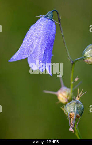 lady's-thimble, scotch bluebell, harebell (Campanula rotundifolia), flower, Denmark Stock Photo