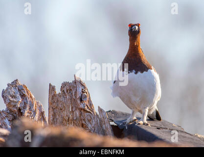 willow grouse (Lagopus lagopus), male, Norway, Troms Stock Photo