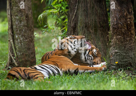 MALAYAN TIGER (Panthera tigris jacksoni) allogrooming. Native to large parts of Asia. Captive. Endangered species. Stock Photo