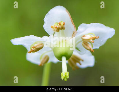 One-flowered pyrola, Woodnymph, One-flowered wintergreen, Single delight, wax-flower (Moneses uniflora), flower, Austria, Tyrol, Planseegebiet Stock Photo