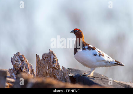 willow grouse (Lagopus lagopus), male, Norway, Troms Stock Photo