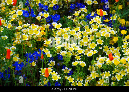 Annual wildflower border, Fetzer Vineyards' Sustainable Winery Show Garden, RHS Chelsea Flower Show 2007, London, UK. Stock Photo