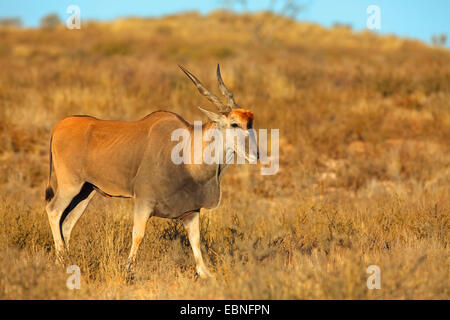 Common eland, Southern Eland (Taurotragus oryx, Tragelaphus oryx), male walking in the desert, South Africa, Kgalagadi Transfrontier National Park Stock Photo